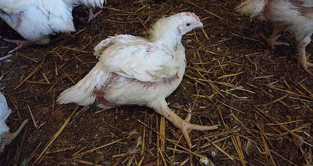 Albert stáhl žalobu na ochránce zvířat, spolek se ani nestihl omluvit