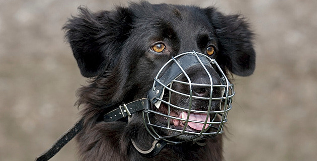 Náhubek pro psa není trest, ale pomocník. Jak vybrat ten správný