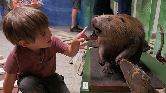 Kočičí tanec, psi, bobří ocasy i šneci. Jídelníček starých Horáků byl pestrý