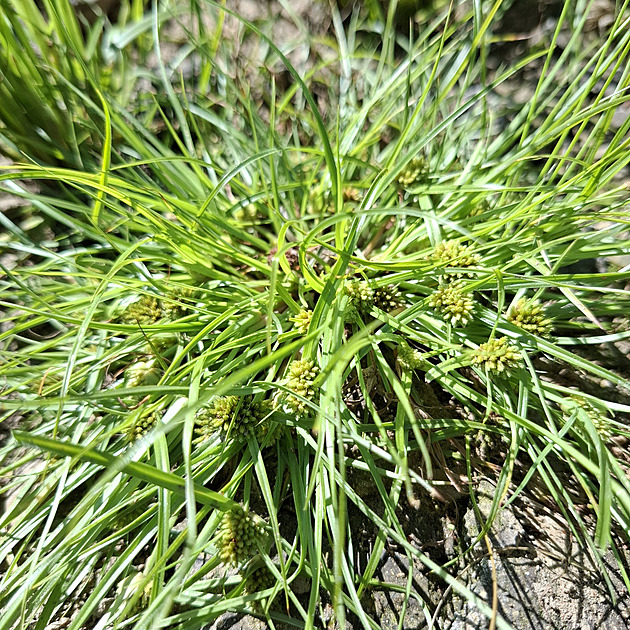 Nevídaný objev na Pardubicku. Botanička našla v Železných horách vzácný šáchor