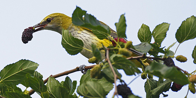 Slaďounké moruše si zamilujete stejně jako ptáci. Sázejte je dál od domu