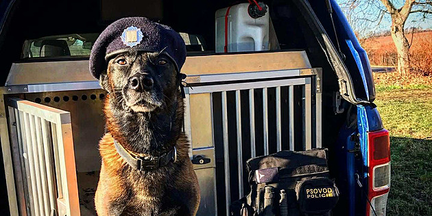 Policejní pes Fantom odešel do důchodu. Stráví jej na gauči se svou psovodkou