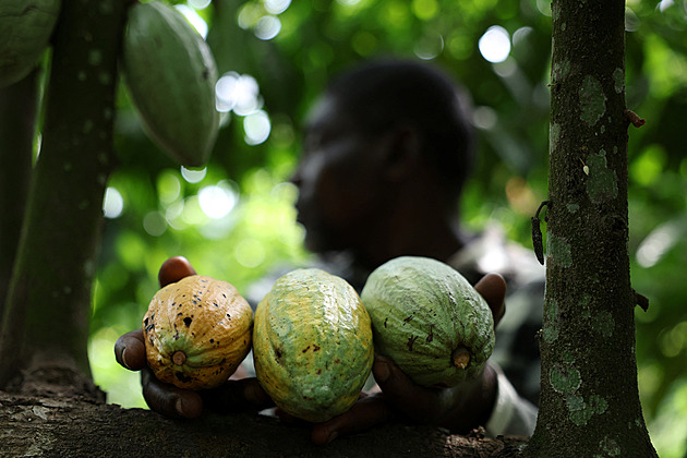 Historická krize kakaa pomalu ustupuje. V Jižní Americe se čeká slibná úroda