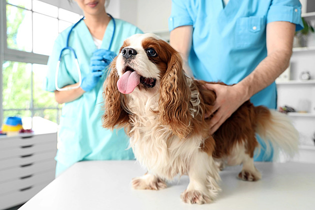 Majitelé zvířat se dočkali, v kraji začne sloužit víkendová veterinární pohotovost