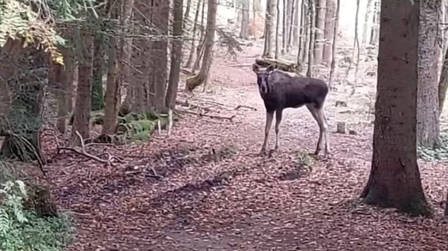 Losa Emila už není možné sledovat pomocí GPS, baterie se vybila