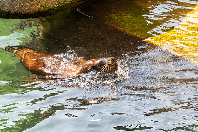 Zlínská zoo po 37 letech končí s chovem lachtanů, stěhují se do Maďarska