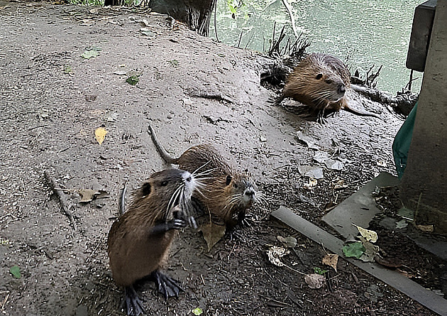 Přerov řeší přemnožené nutrie. Myslivci je nalákají do klecí a pak odstřelí
