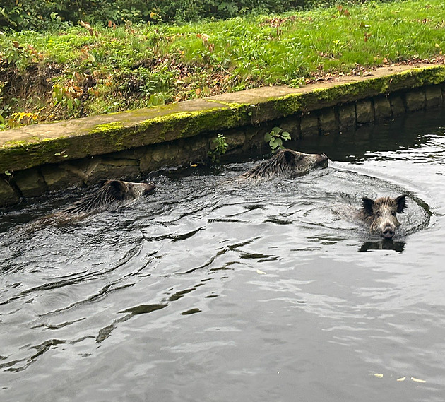 Jako na tobogánu. Hasiči divočákům uvázlým v náhonu elektrárny otevřeli stavidla