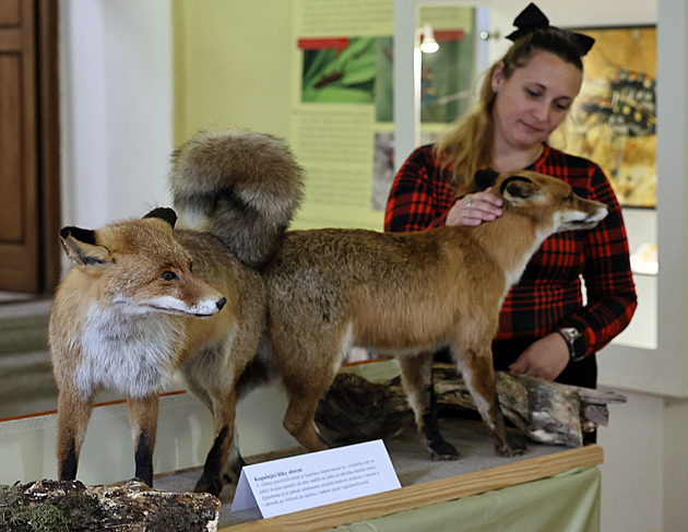 Milování v lese. Výstava dává nahlédnout do intimního života divočiny