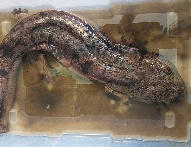 Policie stále neví, kdo odložil u plzeňské zoo přísně chráněného velemloka