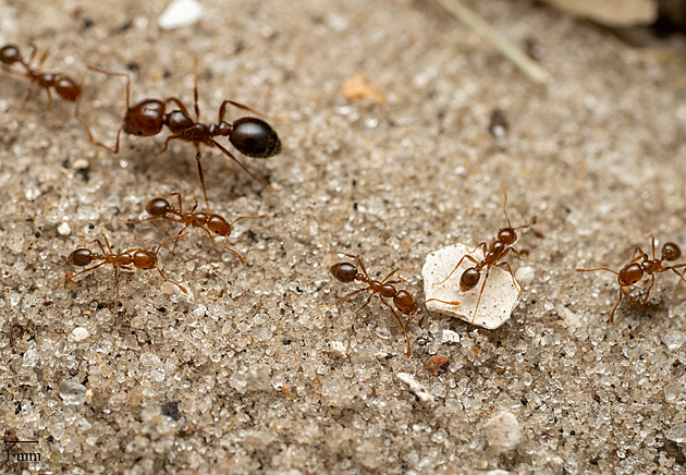 Itálii děsí invazivní ohniví mravenci. Bodnutí zanechá jizvy, dokážou zabít i tele