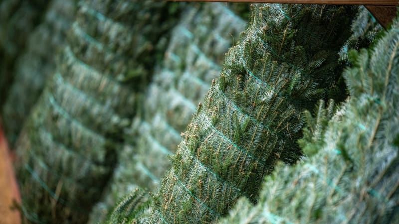 Vánoční stromky letos opět zdraží. Tentokrát za to můžou květnové mrazy