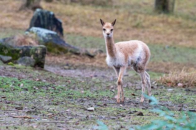 Zlínská zoo odchovala mládě lamy vikuně. Kvůli vlně je kdysi téměř vyhubili