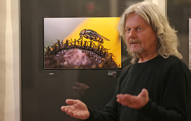 Detaily pórů a chloupků na žlutém pozadí. Vítěznou makrofotkou je Krásnoočko