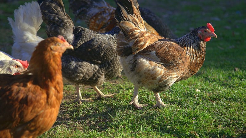 Veterináři potvrdili desáté ohnisko ptačí chřipky. Utratit se bude muset 35 tisíc slepic
