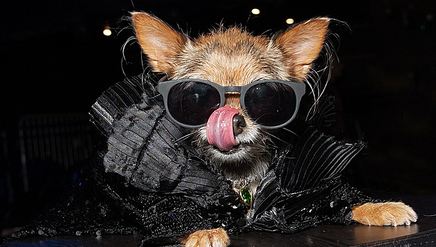 Psí celebrity ovládly červený koberec v modelech ze Zlatých glóbů