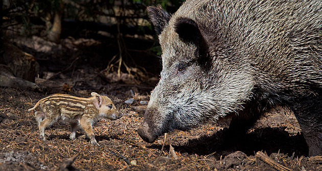Veterináři na Vysočině zjistili nákazu u divočáků. Nebezpečná je pro psy a kočky
