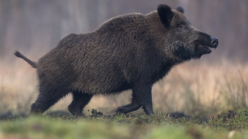 V lesích na Nymbursku se objevil nebezpečný virus. Pro psy a kočky znamená téměř jistou smrt