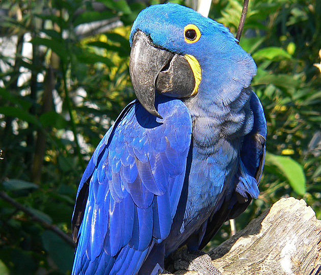 Máte jasno, jak dlouho žijí domácí mazlíčci? Pozor, by vás nepřežili