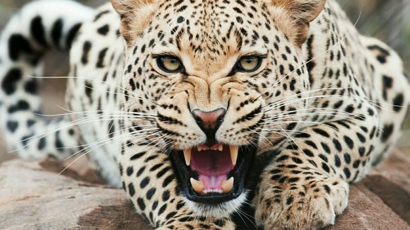 Tragická smrt českého mnicha na Srí Lance: Zabil ho levhart v národním parku